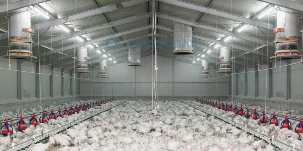 Poultry Farm Design: How to Avoid Critical Mistakes and Build a Profitable Business